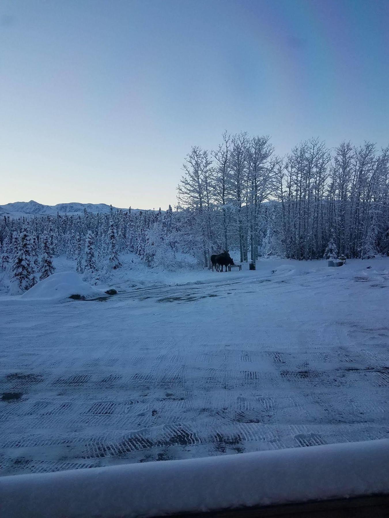 Denali Touch Of Wilderness B&B Healy Exterior photo